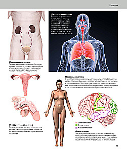 Anatomia człowieka. Wizualny przewodnik po wszystkich systemach organizmu: norma i patologie